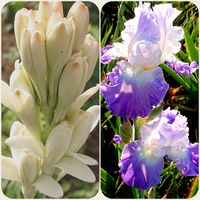 ジャーマンアイリス,チューベローズ,地植え,お花畑    ,いただいたお花の画像