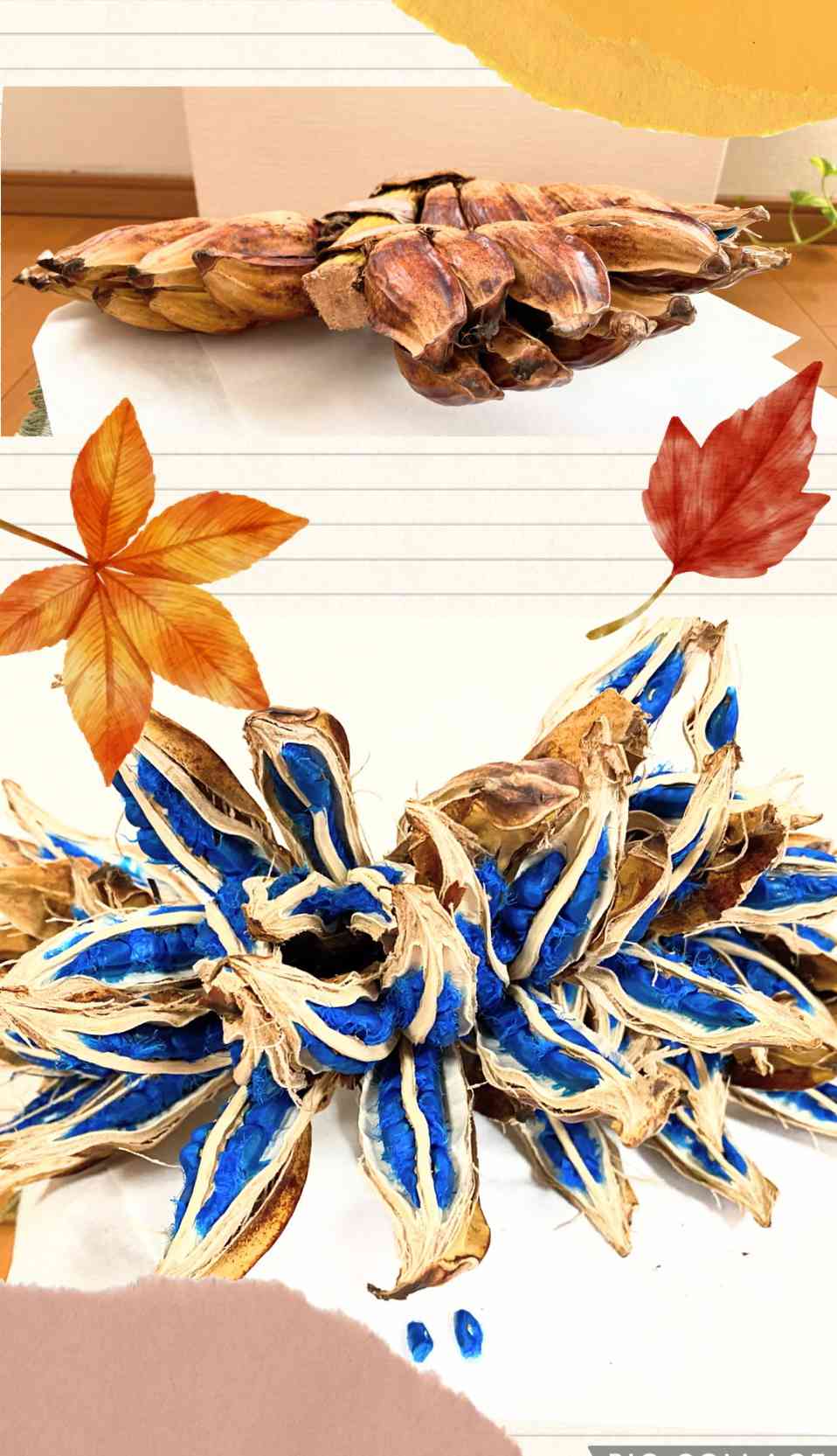 旅人の木！の一覧｜🍀GreenSnap（グリーンスナップ）