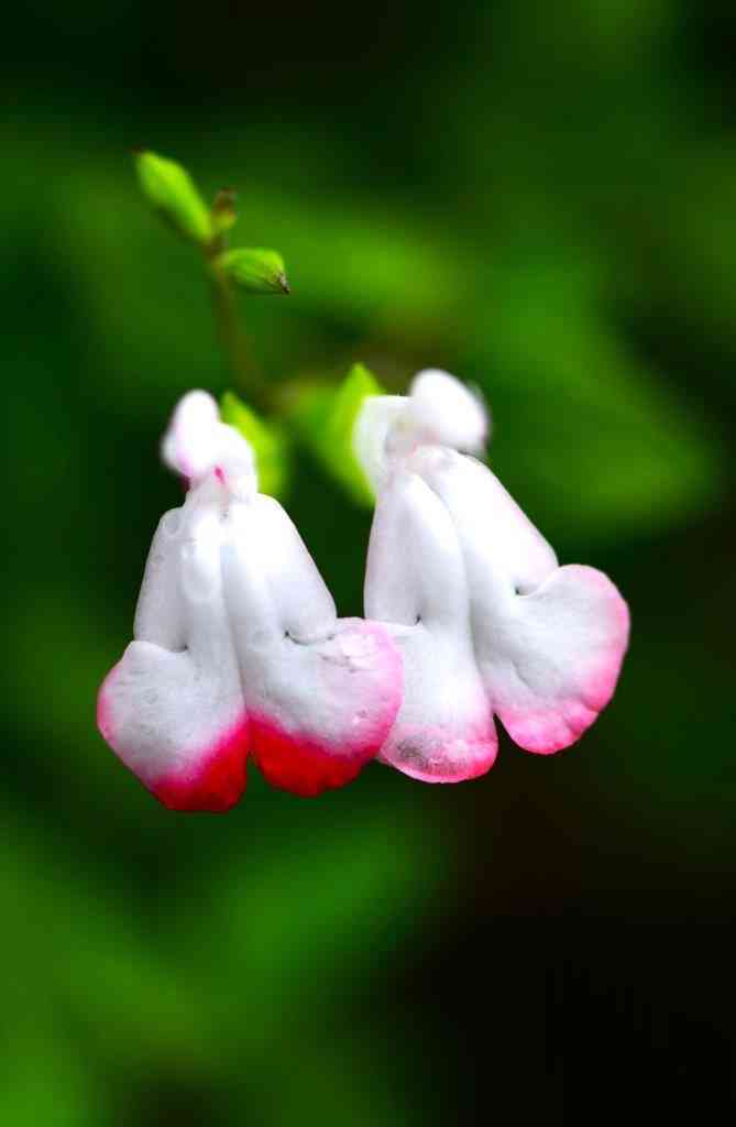 温度環境により花色が変わるといわれる「チェリーセージ・ホット