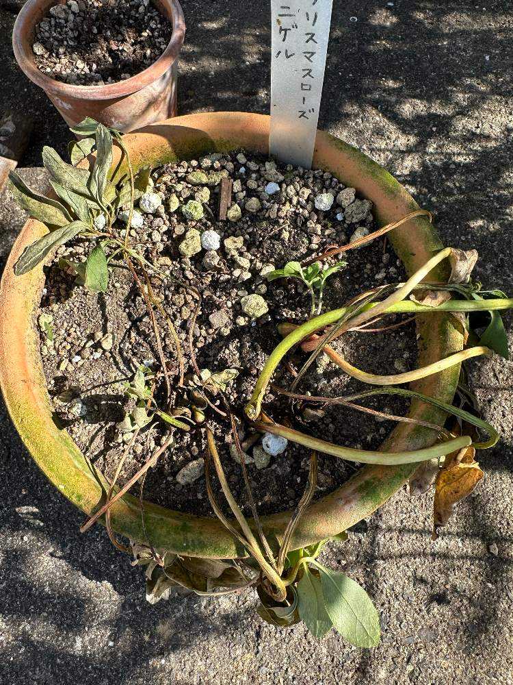 秋のお手入れ始めました（2023年10月の作業）🍂｜🍀GreenSnap
