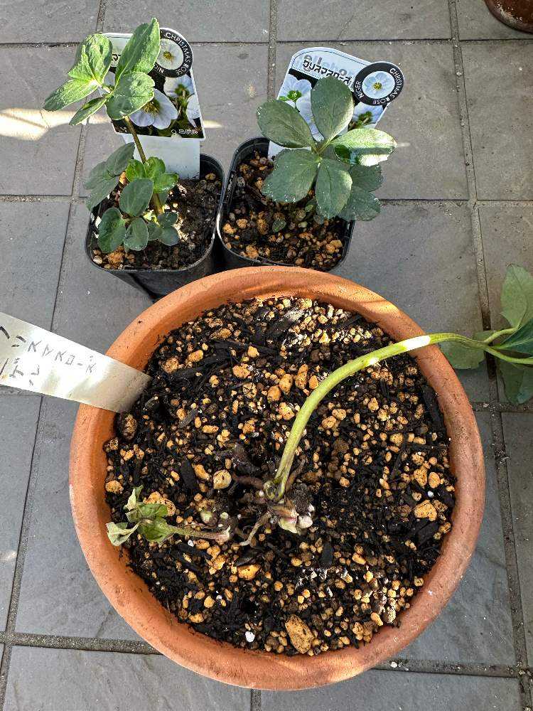 秋のお手入れ始めました（2023年10月の作業）🍂｜🍀GreenSnap