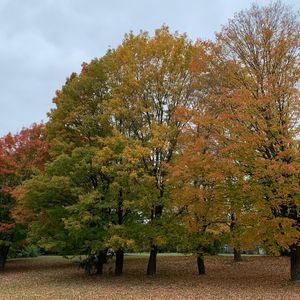 サトウカエデ,ポプラ,ブラックメープル,近所の公園,落葉樹の画像