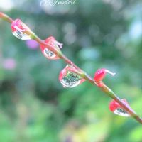 ミズヒキ,ミズヒキ（水引）,赤い花,お庭,山野草の画像