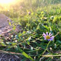 ヨメナ,ミヤマヨメナ,かわいい雑草,通勤途中,可愛い子٩( *ᐛ )وの画像
