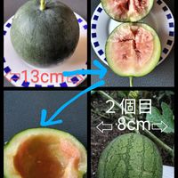 スイカ,潮来,水曜どうでしょう,2023種まき大作戦,2023収穫祭りの画像