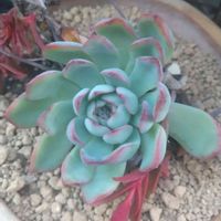 花うらら,紅葉祭り,平和を願う☆,チーム・ブルー,鬱病に負けるなの画像