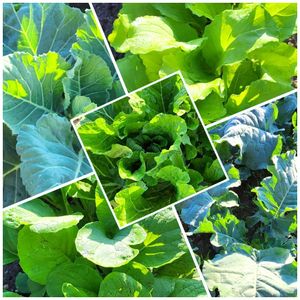 冬野菜,自宅の畑,大人ラブリーの画像