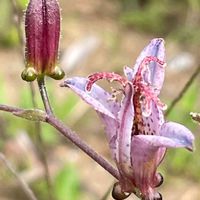 ホトトギス,花壇,ガーデニング,山野草,ユリ科の画像