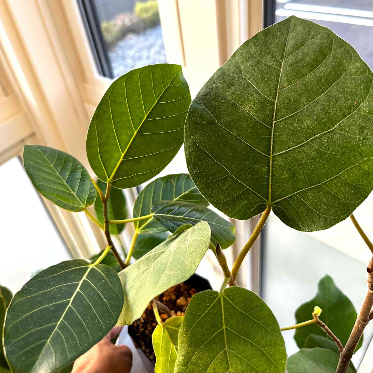 フィカス グランディスの一覧|🍀GreenSnap(グリーンスナップ) フィカス グランディスの一覧|🍀GreenSnap(グリーンスナップ)