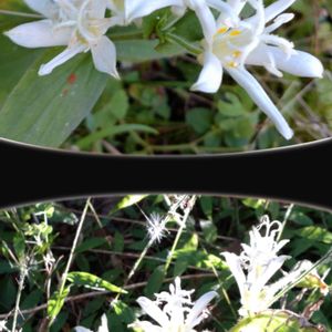 ホトトギス,白花ホトトギス,山野草,綺麗な色♡,白い花の画像