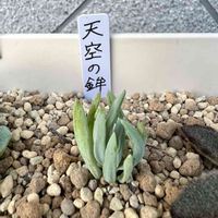 美空の鉾,多肉初心者,セネシオ属,美空の鉾♥,広い庭の画像