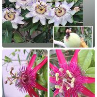 トケイソウ,トケイソウ(時計草),紅花時計草A,トケイソウの花,自分らしくねの画像