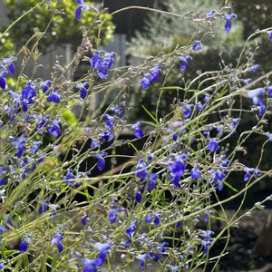 ハーブ,ガーデニング,青い花,花のある暮らし,ハーブのある暮らしの画像