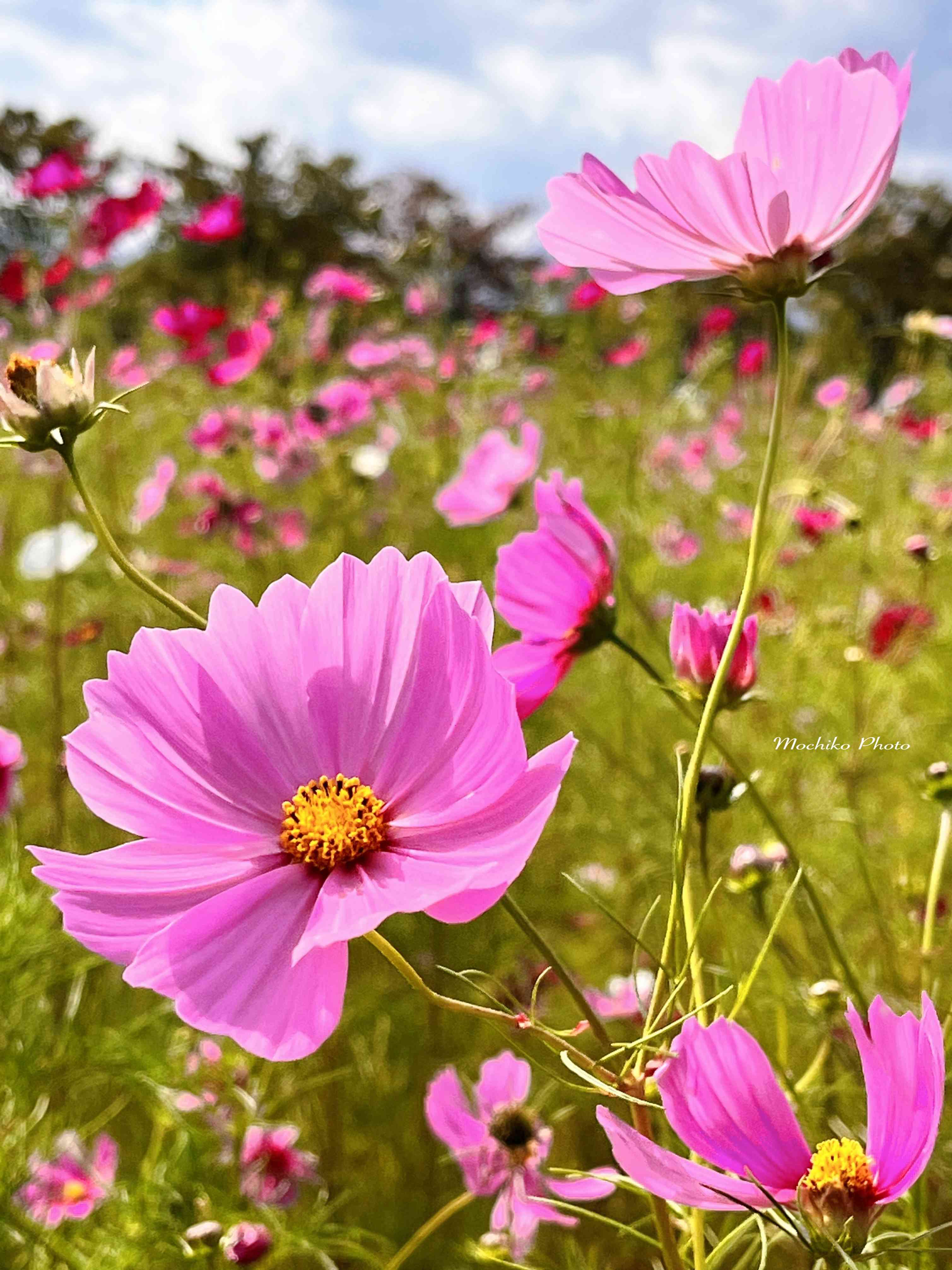 コスモスの投稿画像 by さくら餅子さん｜花言葉とピンクの花とお絵描きとおでかけ先とキュンキュン乙女倶楽部と秋桜(コスモス)とGSミニモニ。とバラと夢CLUBとピンクワールドへ  ようこそとユーミンつながりとユーミンの日と19日はピンクの日!と木曜日は桃色と餅子お絵描き ...