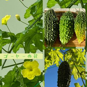 あばしゴーヤー,夏野菜,ベランダ菜園,ありがとう❣️,こぼれ種からの画像