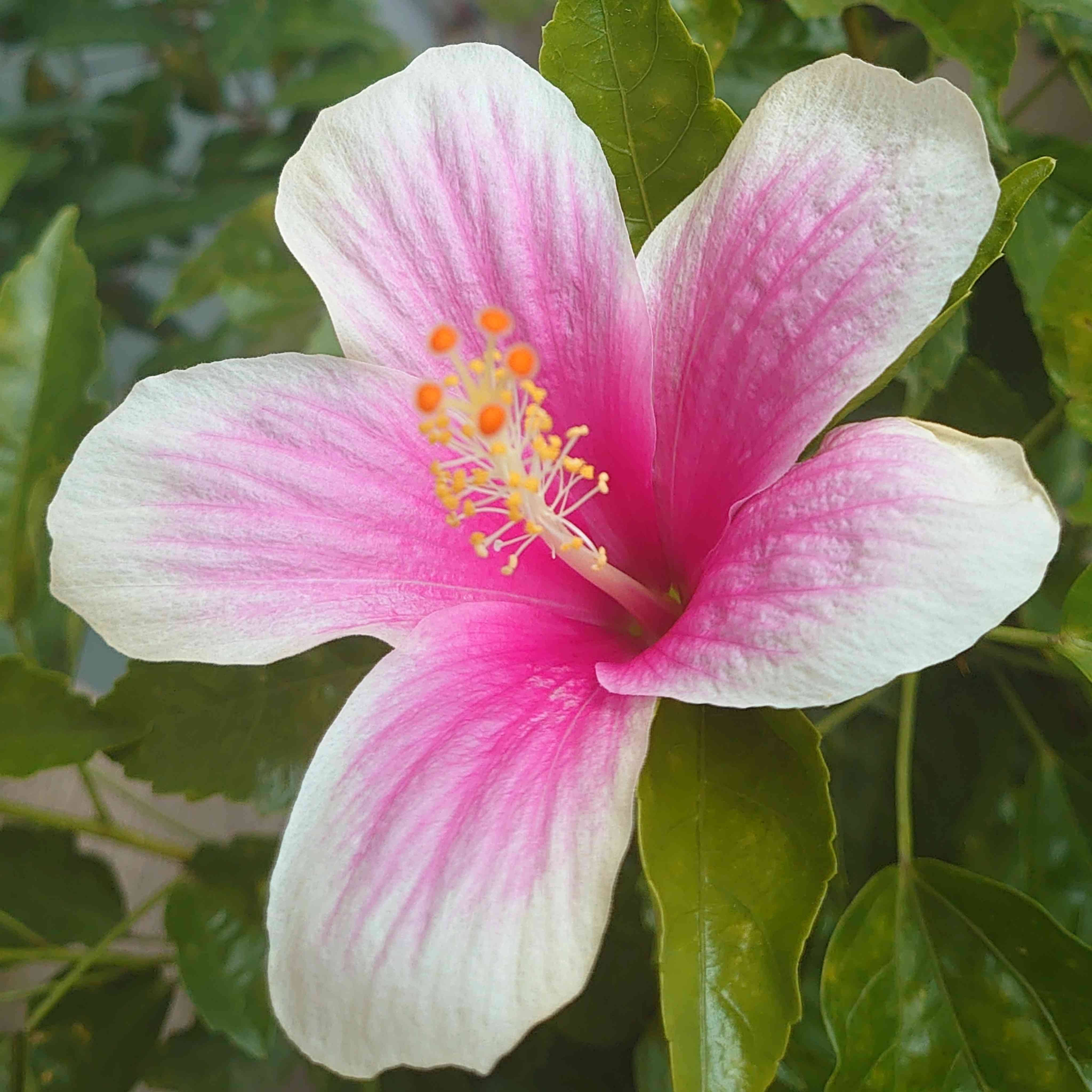 ハイビスカス🌺ピンクアイス🍨2023〜｜🍀GreenSnap（グリーンスナップ）