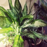 アグラオネマ,観葉植物,観葉植物の寄せ植え,熱帯植物,アグラオネマ属の画像