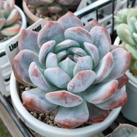 オレンジモンロー,オレンジモンロー,多肉植物,エケベリア属,多肉大好きの画像