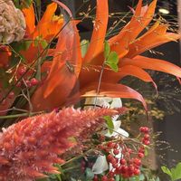 グズマニア,グズマニア,ケイトウ,ケイトウ,ヒユ科の画像