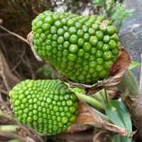ムサシアブミ,公園,花壇,ガーデニング,山野草の画像
