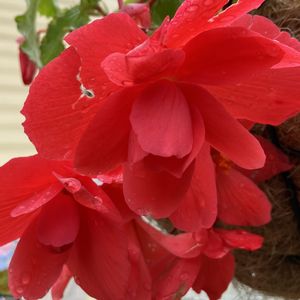 球根ベゴニア,赤い花,真っ赤,元気もらえる,お出かけ先にての画像