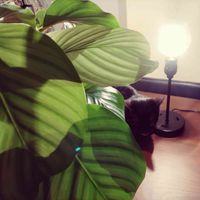 カラテア,こぐろちゃん,こぐろちゃん,こぐちゃん,観葉植物の画像