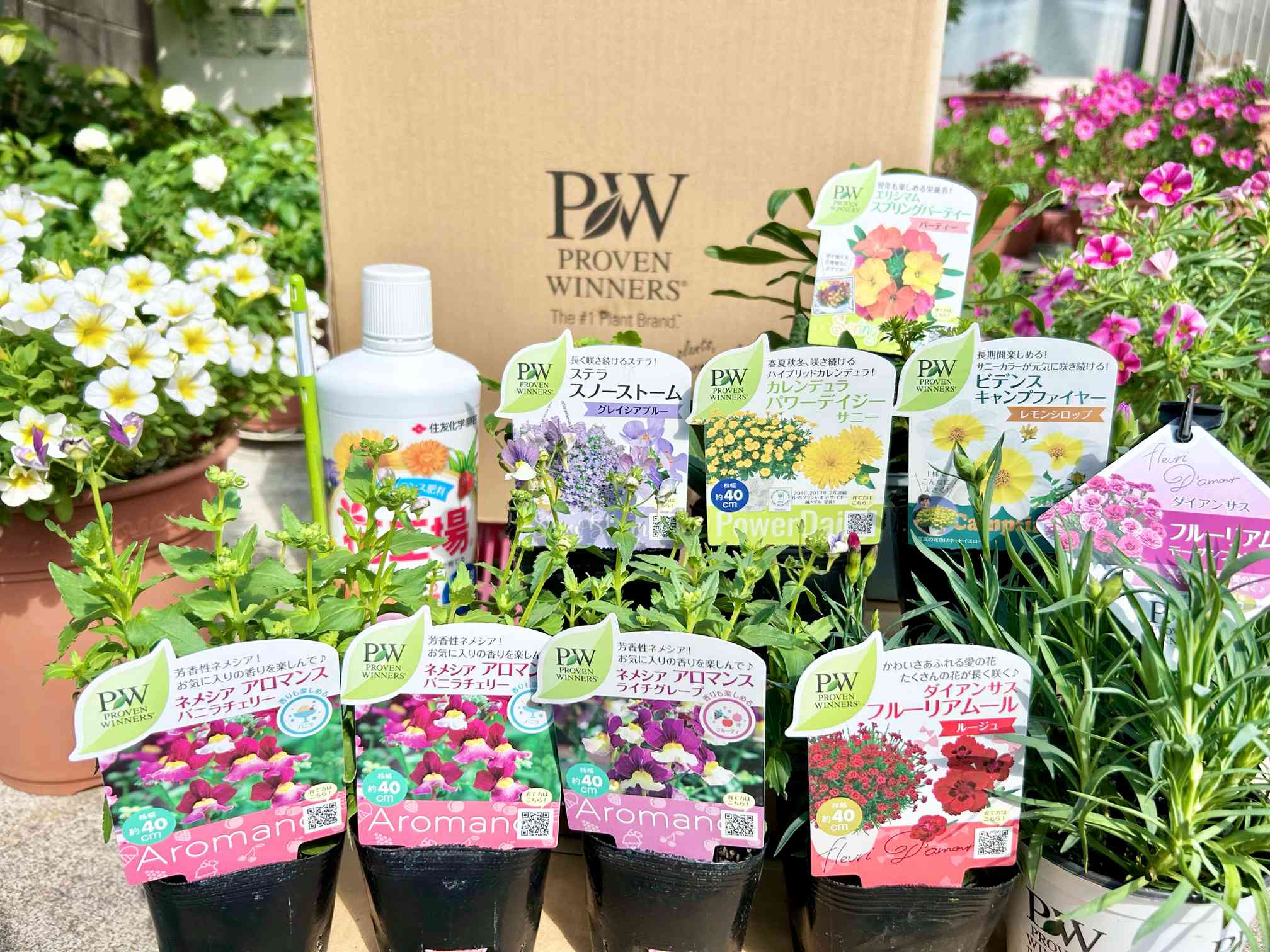 PW花苗アンバサダー2023秋｜🍀GreenSnap（グリーンスナップ）