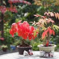 花のある暮らし,季節のお花,みどりのある暮らし,花いろいろ,10月の画像