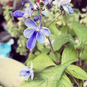 ブルーエルフィン,ブルーエルフィン,クレロデンドルム・ブルーウィング,クレロデンドルム・ブルーウィング,クレロデンドルム　ブルーウイング の画像