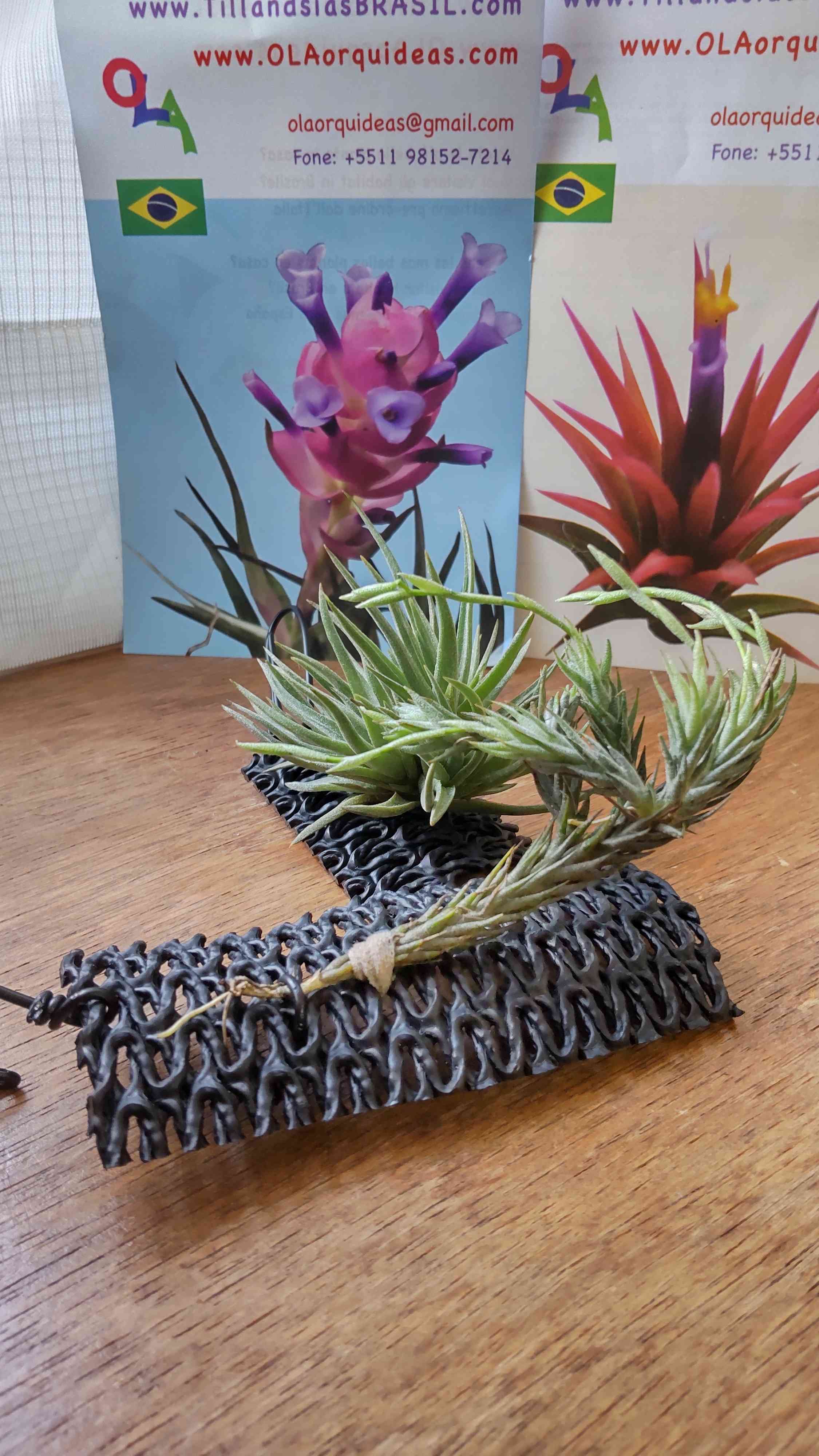 チランジア トリコレピスの一覧｜🍀GreenSnap（グリーンスナップ）