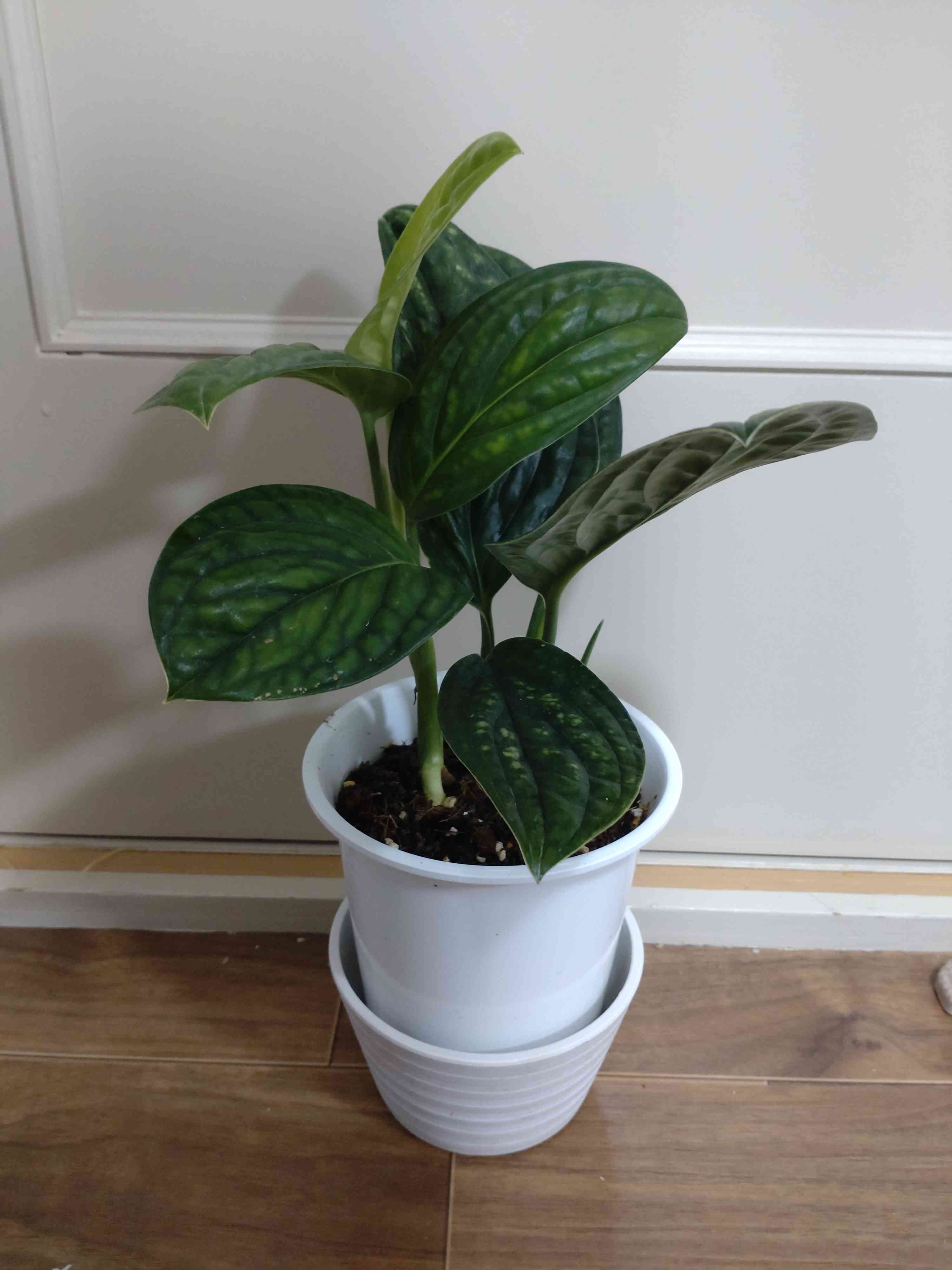 モンステラジェイドウィングの一覧｜🍀GreenSnap（グリーン