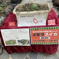 スイカ,咲くやこの花館,鶴見緑地公園 (花博跡地)の画像