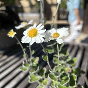 ノジギク,昭和記念公園,日本庭園,白い花,秋の花の画像