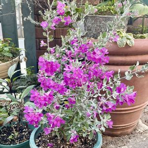 シルバーリーフ,シンボルツリー,花のある暮らし,こんな時こそ花を,小さな庭の画像