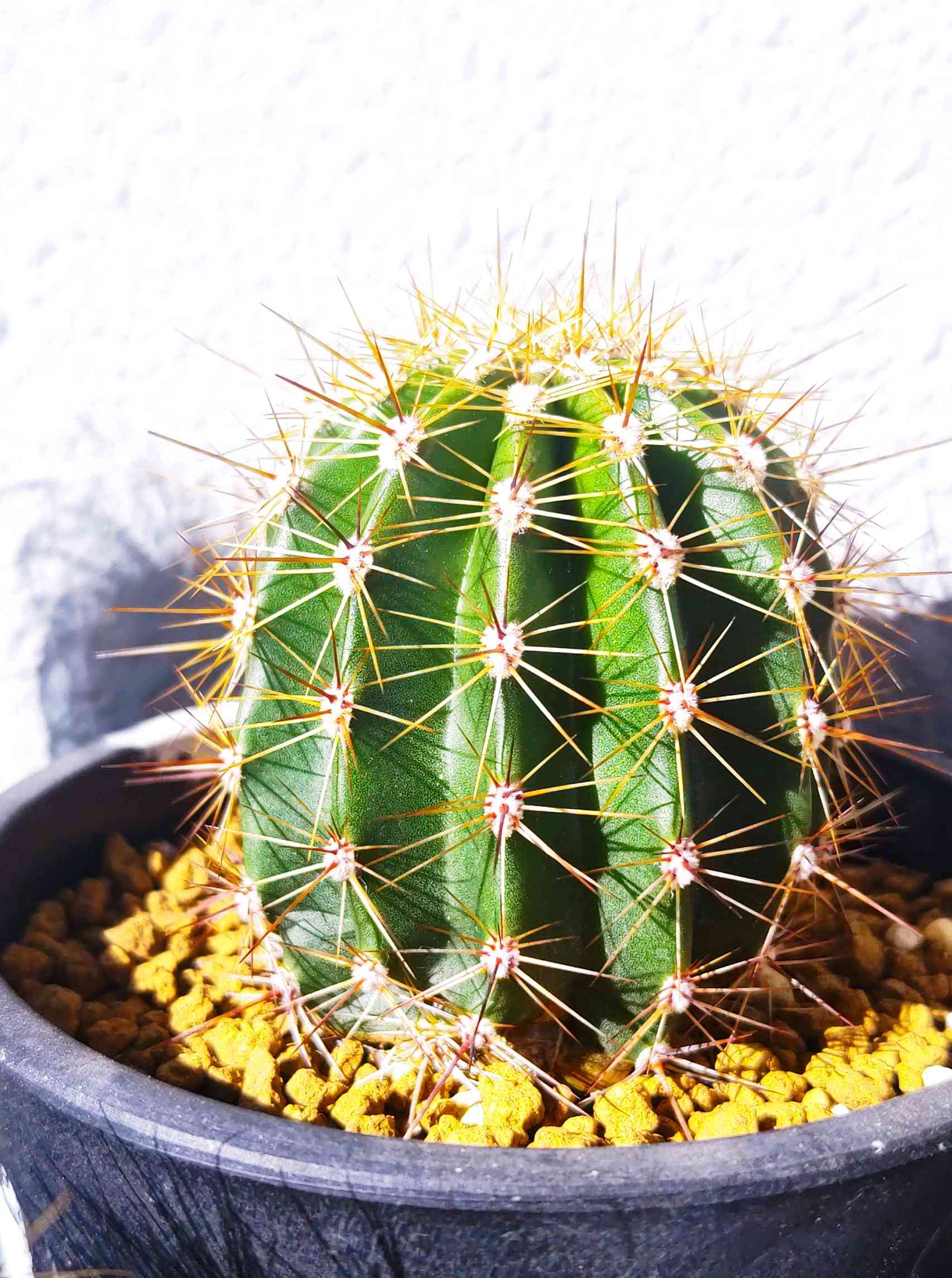 弁慶柱の一覧｜🍀GreenSnap（グリーンスナップ）