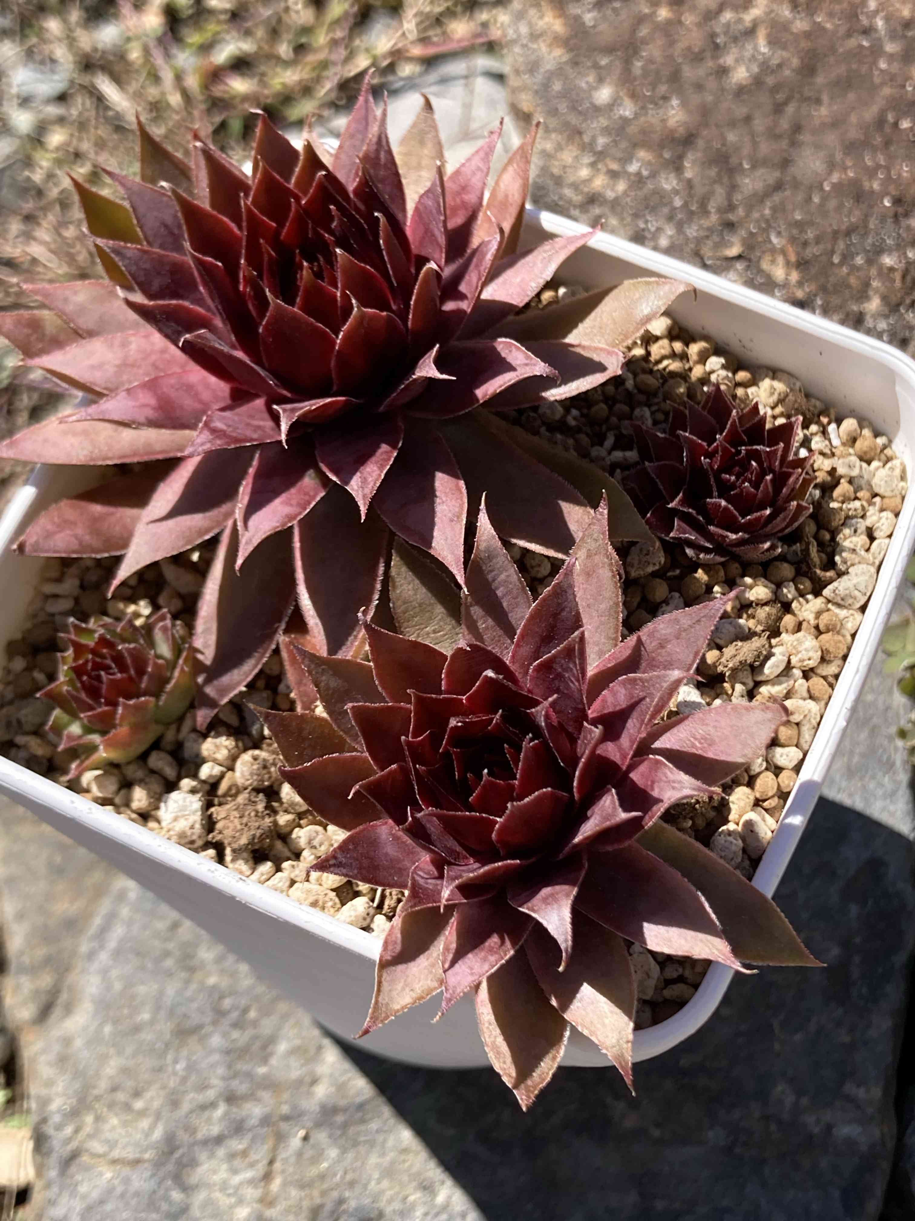 センペルビウム　バーンステイン　② センペルビウム バーンスタイン ② | plantsotenki