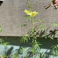 トロロアオイ,花オクラ,紅蜀葵(こうしょっき)の画像