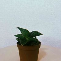 サンスベリア,パテンス,サンスベリア パテンス,観葉植物,福岡の画像