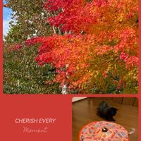 モミジ,紅葉,ヤマモミジ,紅葉（こうよう）,平和を願うの画像
