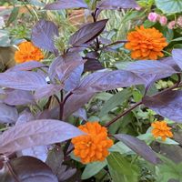 寄せ植え大好き,アルテルナンテラ♪,ジニア♡,オレンジ色の植物フォトコンテストの画像