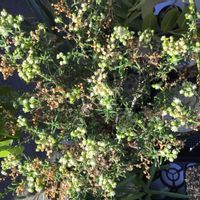 プレクトランサス・エルンスティー,メストクレマ ツベローサム,多肉植物,塊根植物,珍奇植物の画像