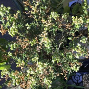 プレクトランサス・エルンスティー,メストクレマ ツベローサム,多肉植物,塊根植物,珍奇植物の画像