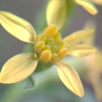 アキノキリンソウ,泡立草,ビタミンカラー,黄色い花,マクロ撮影の画像