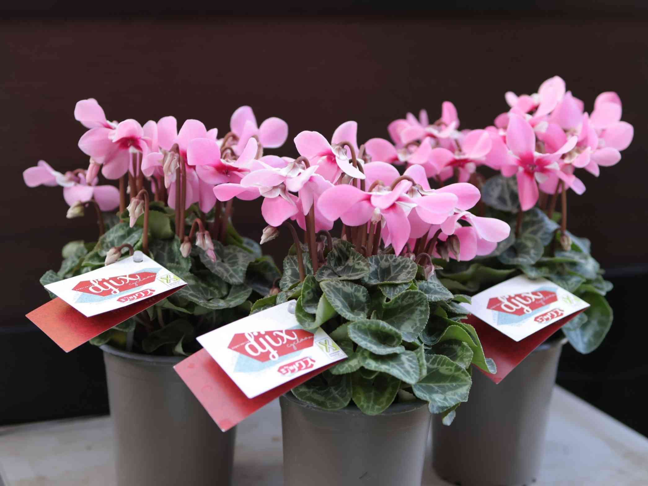 シクラメンの投稿画像 by りんじょんふぁさん｜シクラメンとアプローチ