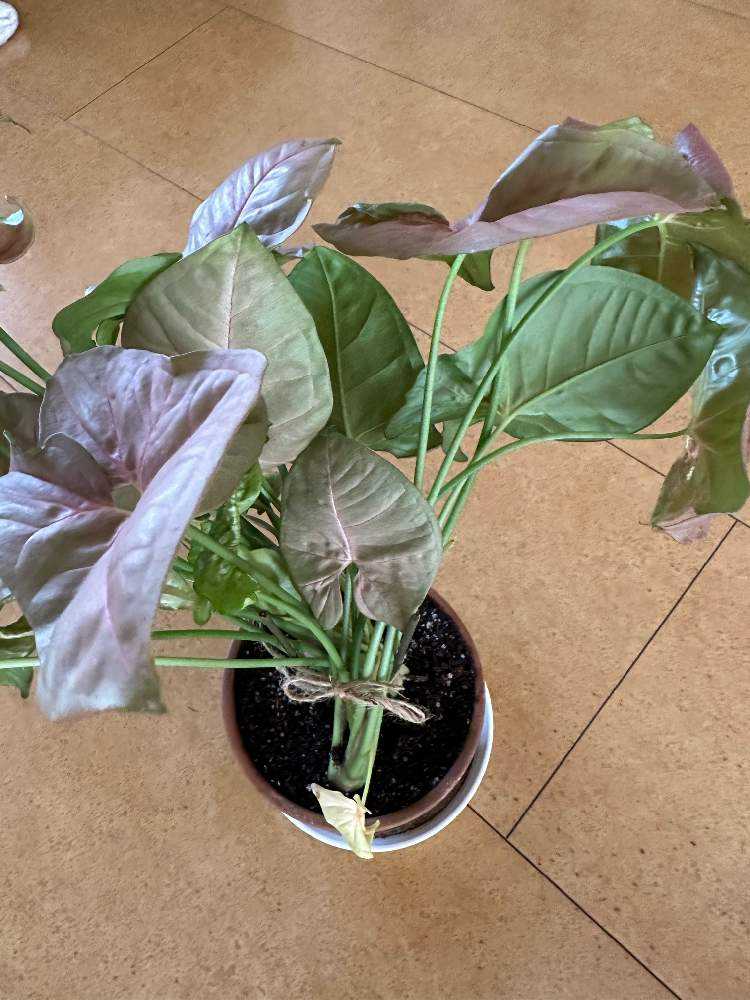 秋のお手入れ始めました（2023年10月の作業）🍂｜🍀GreenSnap