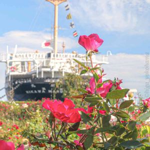 散歩,庭園,花いろいろ,ばら 薔薇 バラの画像