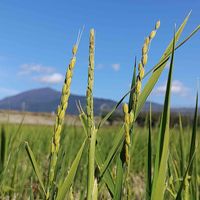 いね,散歩の途中で∪∵∪,緑組♪の画像