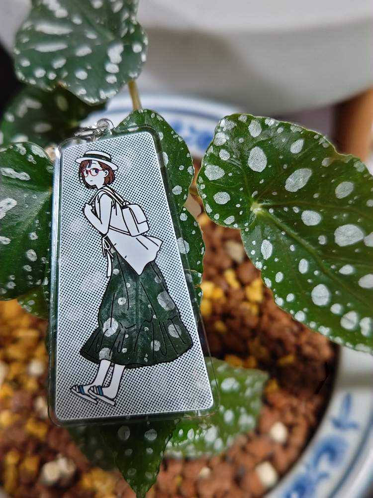 No.62 ベゴニアマクラータの挿し芽🌱｜🍀GreenSnap（グリーン