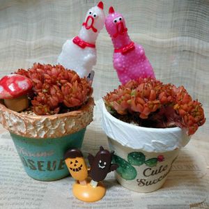 マンディ（綴化）,多肉植物,鉢植え,多肉のある暮らし,多肉女子の画像