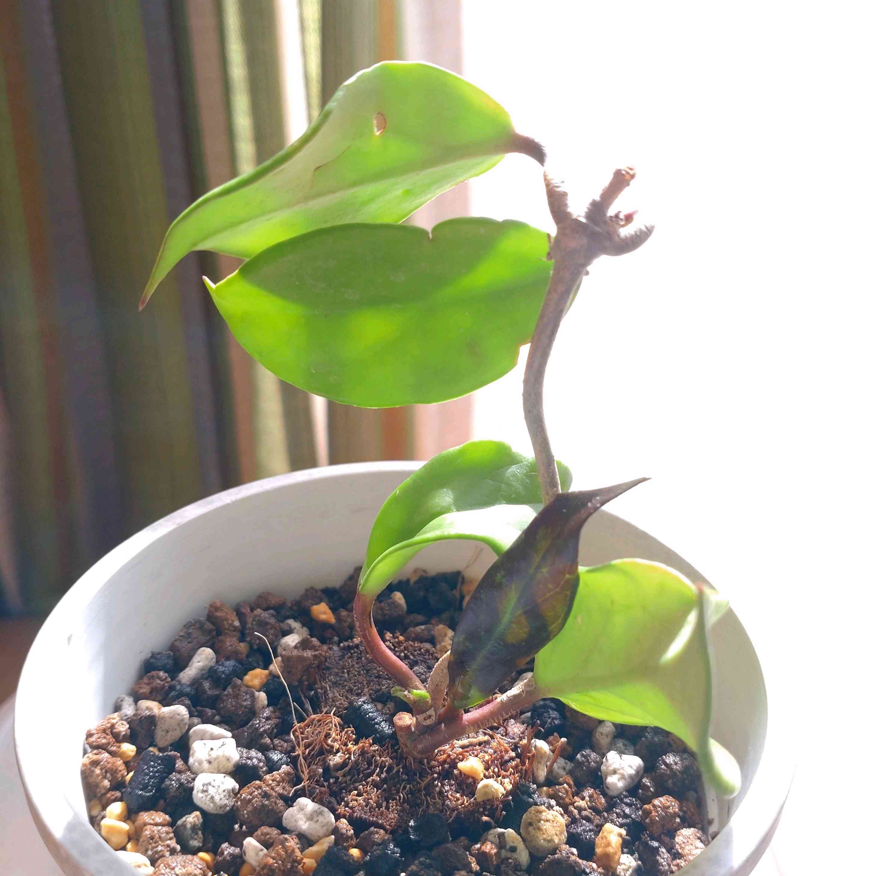 ホヤロイヤルハワイアンパープルの一覧|🍀GreenSnap(グリーン ホヤロイヤルハワイアンパープルの一覧|🍀GreenSnap(グリーン
